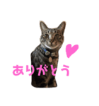 キジトラのクラ（個別スタンプ：1）
