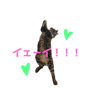 キジトラのクラ（個別スタンプ：3）