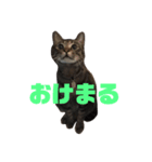 キジトラのクラ（個別スタンプ：8）