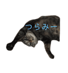 キジトラのクラ（個別スタンプ：9）