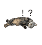 キジトラのクラ（個別スタンプ：12）