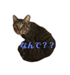 キジトラのクラ（個別スタンプ：14）