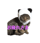 キジトラのクラ（個別スタンプ：15）