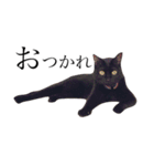 黒猫のシャミセンちゃん（個別スタンプ：1）