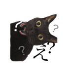 黒猫のシャミセンちゃん（個別スタンプ：2）