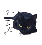 黒猫のシャミセンちゃん（個別スタンプ：4）