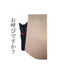 黒猫のシャミセンちゃん（個別スタンプ：5）