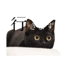 黒猫のシャミセンちゃん（個別スタンプ：8）