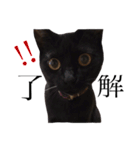黒猫のシャミセンちゃん（個別スタンプ：12）