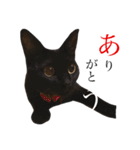 黒猫のシャミセンちゃん（個別スタンプ：13）