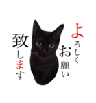 黒猫のシャミセンちゃん（個別スタンプ：16）