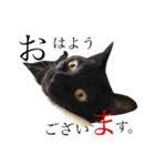 黒猫のシャミセンちゃん（個別スタンプ：18）