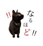 黒猫のシャミセンちゃん（個別スタンプ：21）