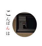 黒猫のシャミセンちゃん（個別スタンプ：23）