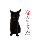 黒猫のシャミセンちゃん（個別スタンプ：26）