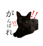 黒猫のシャミセンちゃん（個別スタンプ：27）