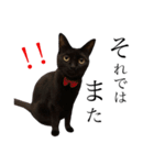 黒猫のシャミセンちゃん（個別スタンプ：30）