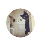 黒猫のシャミセンちゃん（個別スタンプ：32）