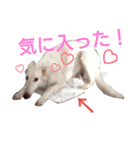 ボルゾイやっほい（個別スタンプ：3）