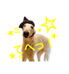 ボルゾイやっほい（個別スタンプ：4）