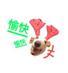 ボルゾイやっほい（個別スタンプ：8）