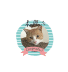 がんばるニャン（個別スタンプ：1）