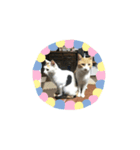 がんばるニャン（個別スタンプ：2）