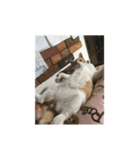がんばるニャン（個別スタンプ：5）