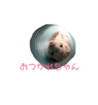 フェレットですよ（個別スタンプ：1）