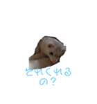 フェレットですよ（個別スタンプ：2）