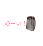 フェレットですよ（個別スタンプ：4）