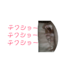 フェレットですよ（個別スタンプ：5）