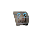 フェレットですよ（個別スタンプ：8）