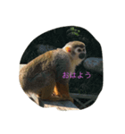 リスザルのりくぞう（個別スタンプ：2）