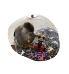 リスザルのりくぞう（個別スタンプ：5）