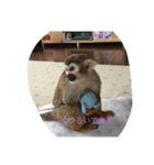 リスザルのりくぞう（個別スタンプ：7）