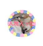 豆柴日記 医療（個別スタンプ：3）
