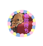 豆柴日記 医療（個別スタンプ：5）