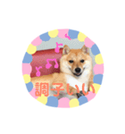 豆柴日記 医療（個別スタンプ：6）