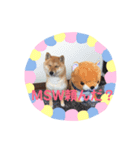 豆柴日記 医療（個別スタンプ：8）