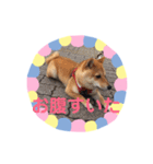 豆柴日記 医療（個別スタンプ：10）