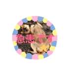 豆柴日記 医療（個別スタンプ：12）