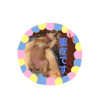 豆柴日記 医療（個別スタンプ：15）