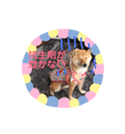 豆柴日記 医療（個別スタンプ：16）