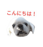 ユンバンチェンもんた（個別スタンプ：5）