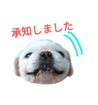 ユンバンチェンもんた（個別スタンプ：9）