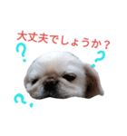 ユンバンチェンもんた（個別スタンプ：12）