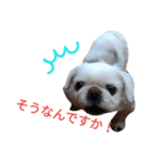 ユンバンチェンもんた（個別スタンプ：19）
