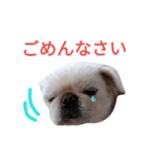ユンバンチェンもんた（個別スタンプ：23）