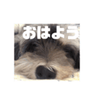 うちの子最高！（個別スタンプ：1）